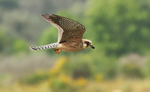 Red Footed Falcon