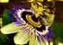 Passionflower