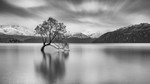 Wanaka Tree:124E