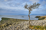 Jenny Browns Point Silverdale