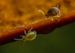 Sminthurinus elegans & S. igniceps