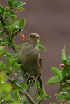 Sparrow