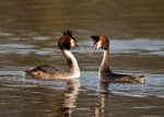 Great Crested Grebe