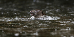Otter