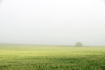 Morning Mist