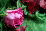 Flowers Set 04 - 14