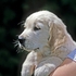 Young puppy
