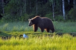 Brown Bear