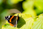 Red Admiral Butterfly - DSC_5883