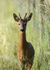 16th June Roe Buck