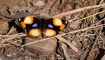 Yellow Pansy Butterfly - SA