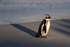 African Penguin and long shadow, Foxy Beach, South Africa