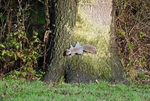 Grey Squirrel