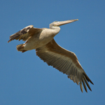 Pink-backed Pelican in flight