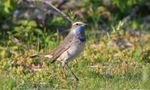 Red-spotted Bluethroat