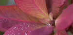 IMG_2502 pse2