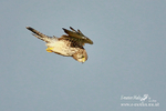 Kestrel 271012 9