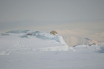 Polarbear 0059