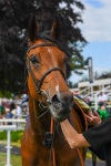 270523-Race 4-River of Stars-0639