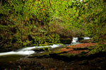 Autumn Beech