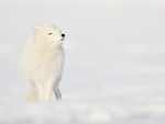 Arctic Fox sniffing, Svalbard, Norway