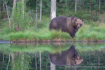 Brown Bear Reflection