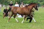 SIAL3104