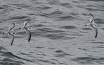 Slender-Billed Prion