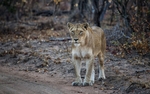 On Safari portfolio