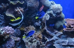 Monterey Aquarium portfolio