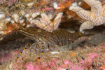 Palaemon serratus