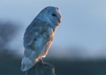 Barn Owl
