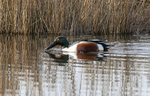 Northern Shoveler