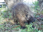 Porcupine-E. Donhauser