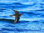 Common Sandpiper portfolio