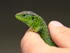 Sand Lizard (breeding male), Arne RSPB, Dorset