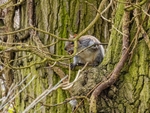 Grey Squirrel
