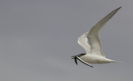 Sandwich Tern with Sandeel, Cemlyn Bay, Anglesey, North Wales