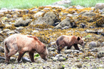 IMG_8184 British Columbia