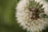Dandelion 2