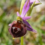Shield Ophrys (Ophrys argolica ssp. biscutella also Ophrys biscutella or O. crabronifera ssp biscutella