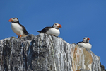 Puffin