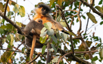 Capped Langur