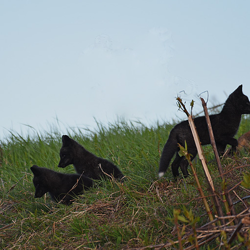 Vulpes Vulpes Silver Fox Kits at Play