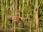Sedge Warbler