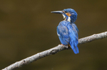Male Kingfisher
