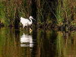 Little Egret