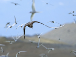 Great Skua attacks Arctic Tern colony, Iceland