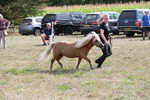 Class 21 Shetland & Mini Horses portfolio