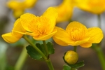 Marsh Marigold - Caltha palustris RPNP0699